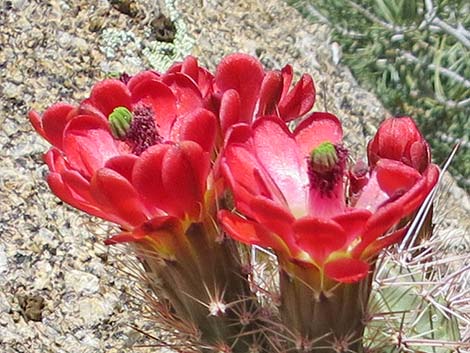 Baker Kingcup Cactus (Echinocereus bakeri)