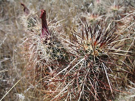 Engelmann's Hedgehog Cactus (Echinocereus engelmannii)