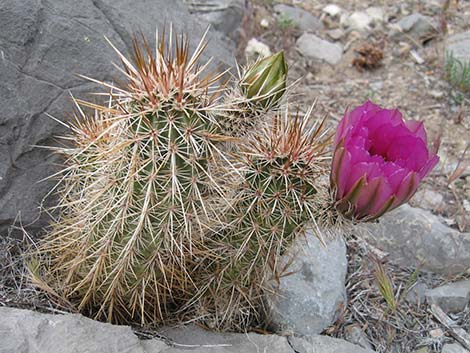 Engelmann's Hedgehog Cactus (Echinocereus engelmannii)