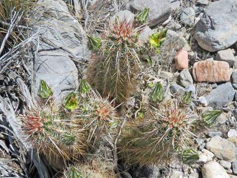 Engelmann's Hedgehog Cactus (Echinocereus engelmannii)