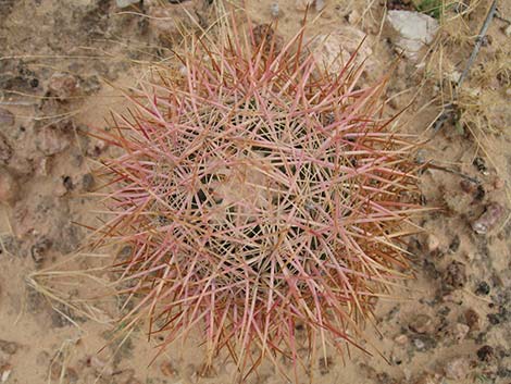 Johnson's Fishhook Cactus (Echinomastus johnsonii)