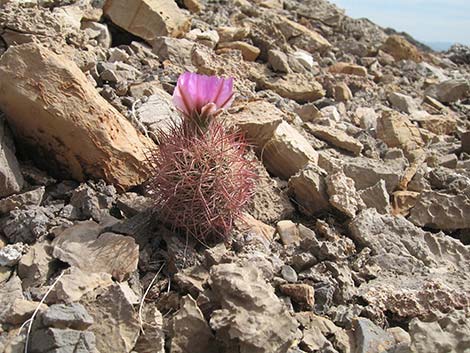 Johnson's Fishhook Cactus (Echinomastus johnsonii)