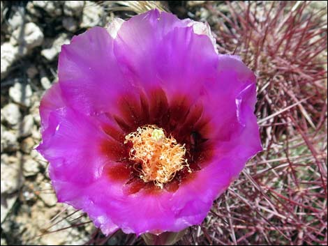 Johnson's Fishhook Cactus (Echinomastus johnsonii)