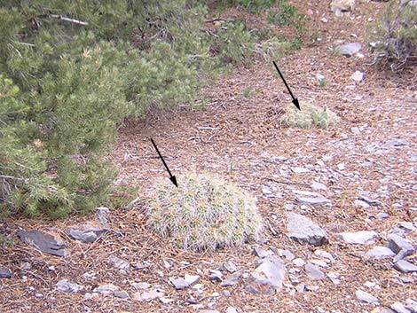 Mojave Kingcup Cactus (Echinocereus mojavensis)