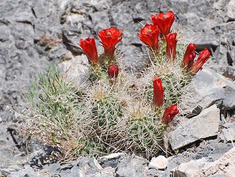 Mojave Kingcup Cactus (Echinocereus mojavensis)