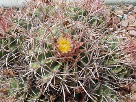 Cottontop Cactus (Echinocactus polycephalus)