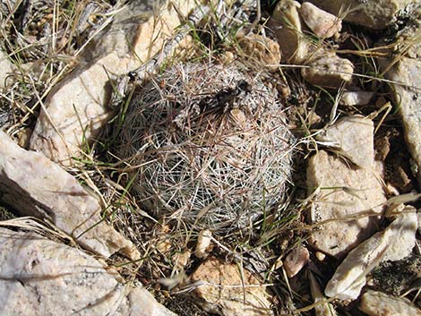 Desert Spinystar (Escobaria vivipara var. deserti)