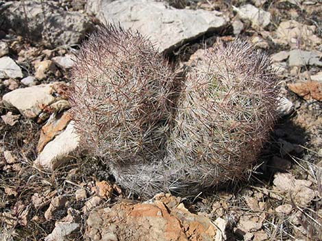 Desert Spinystar (Escobaria vivipara var. deserti)