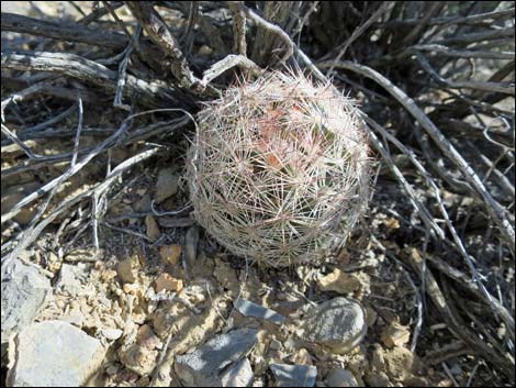 Desert Spinystar (Escobaria vivipara var. deserti)