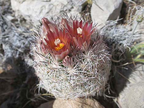 Desert Spinystar (Escobaria vivipara var. deserti)