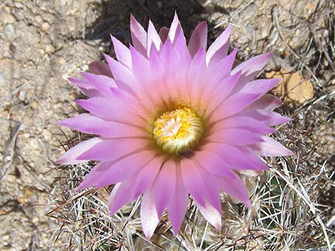 Spinystar (Escobaria vivipara var. rosea)