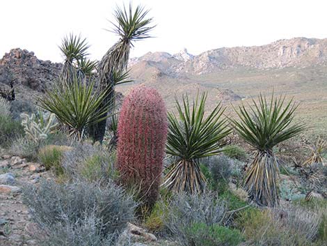 California Barrel Cactus (Ferocactus cylindraceus)