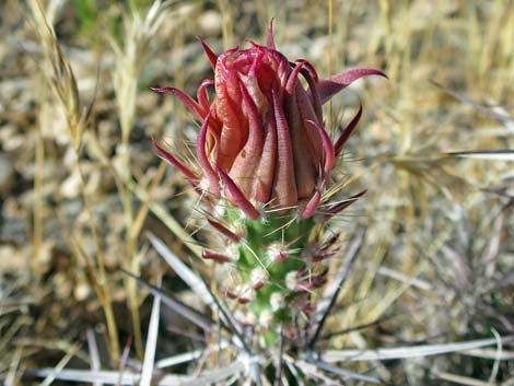 Matted Cholla (Opuntia parishii)