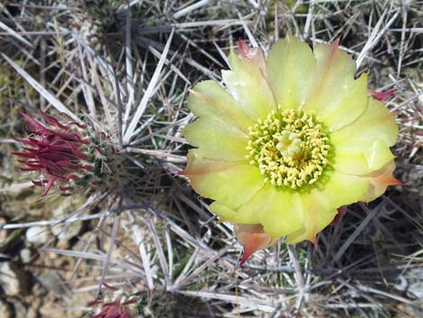 Matted Cholla (Opuntia parishii)