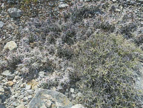 Matted Cholla (Opuntia parishii)