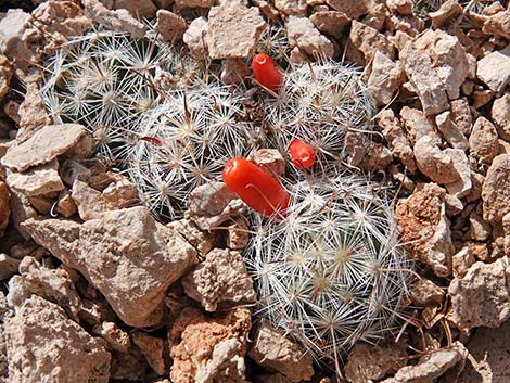 Common Fishhook Cactus (Cochemiea tetrancistra)