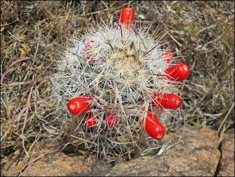 Common Fishhook Cactus (Cochemiea tetrancistra)