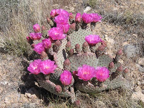 Beavertail Pricklypear (Opuntia basilaris)