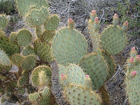 Pancake Pricklypear (Opuntia chlorotica)