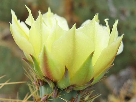 Pancake Pricklypear (Opuntia chlorotica)