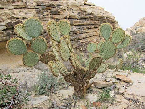 Pancake Pricklypear (Opuntia chlorotica)