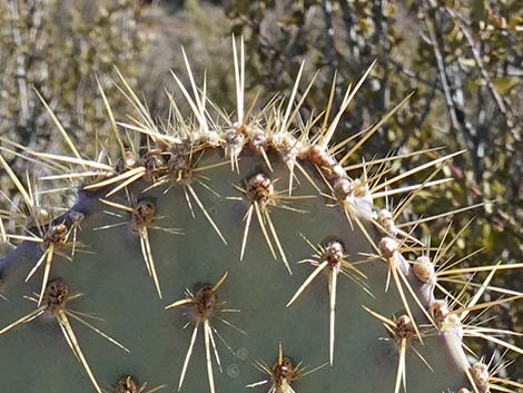 Pancake Pricklypear (Opuntia chlorotica)