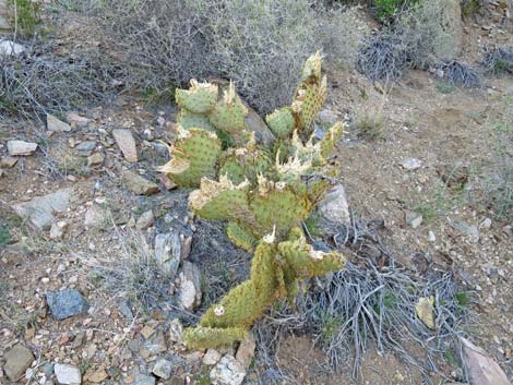 Pancake Pricklypear (Opuntia chlorotica)