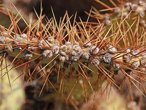 Searchlight Pricklypear (Opuntia curvispina)