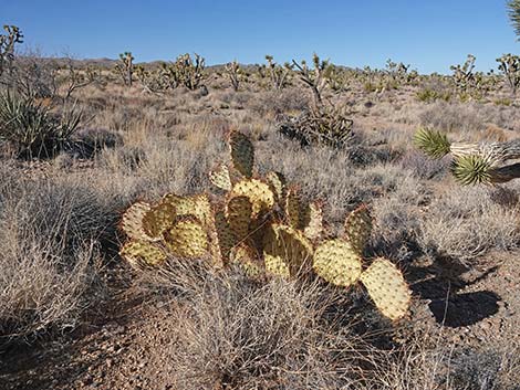 Searchlight Pricklypear (Opuntia curvispina)