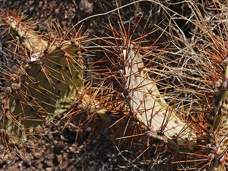 Searchlight Pricklypear (Opuntia curvispina)