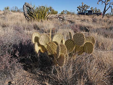 Searchlight Pricklypear (Opuntia curvispina)