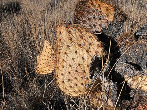 Searchlight Pricklypear (Opuntia curvispina)