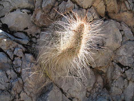 Western Pricklypear Cactus (Opuntia diploursina)