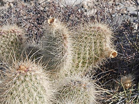 Western Pricklypear Cactus (Opuntia diploursina)