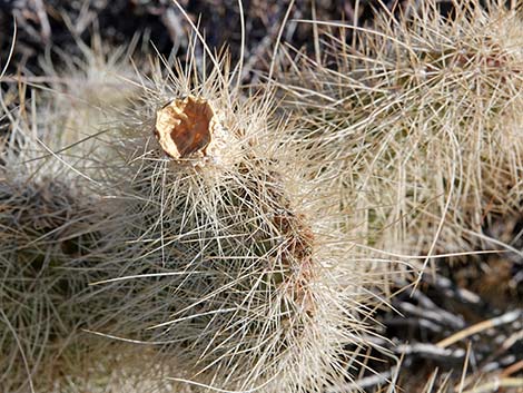 Western Pricklypear Cactus (Opuntia diploursina)