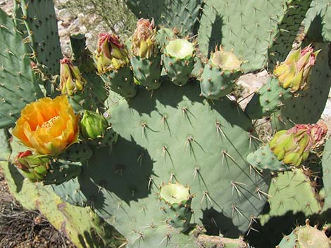 Cactus Apple Pricklypear (Opuntia engelmannii)