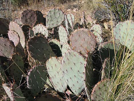 Tulip Pricklypear (Opuntia phaeacantha)