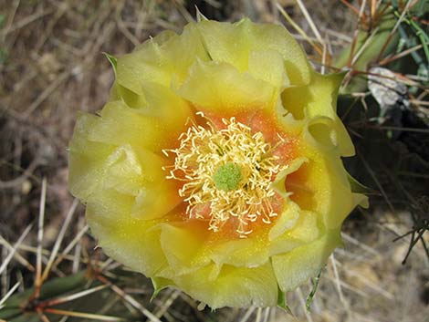 Tulip Pricklypear (Opuntia phaeacantha)