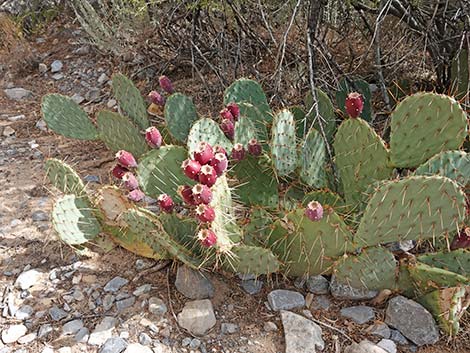 Tulip Pricklypear (Opuntia phaeacantha)