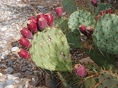 Tulip Pricklypear (Opuntia phaeacantha)