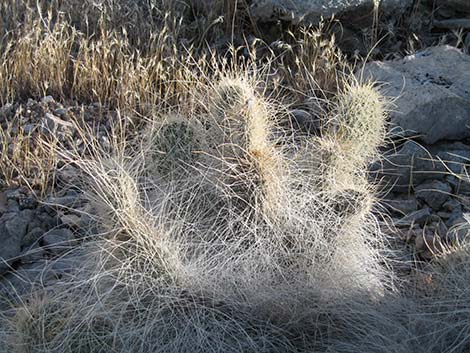 Grizzlybear Cactus (Opuntia polyacantha var. erinacea)