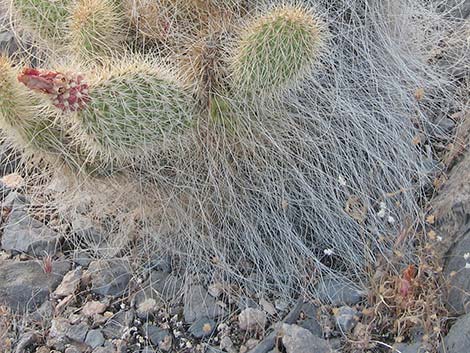 Grizzlybear Cactus (Opuntia polyacantha var. erinacea)