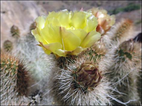 Grizzlybear Cactus (Opuntia polyacantha var. erinacea)