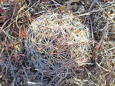 Desert Spinystar (Escobaria vivipara var. deserti)