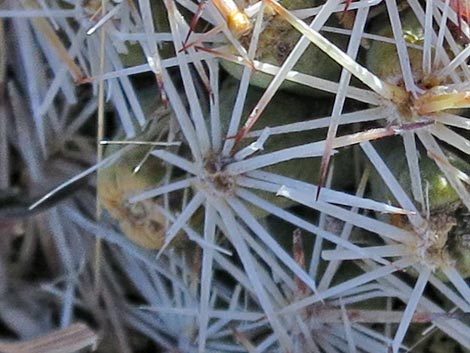 Mountain Ball Cactus (Pediocactus simpsonii)