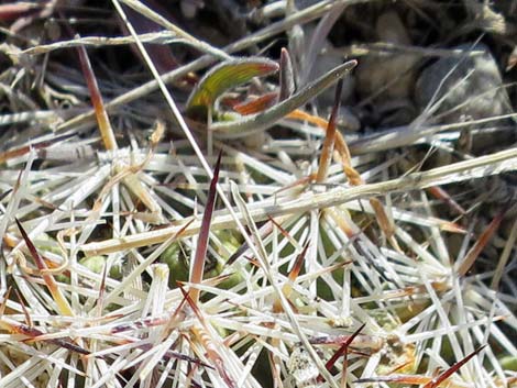 Mountain Ball Cactus (Pediocactus simpsonii)