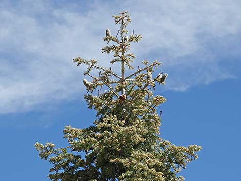 White Fir (Abies concolor)