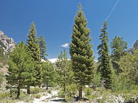 White Fir (Abies concolor)