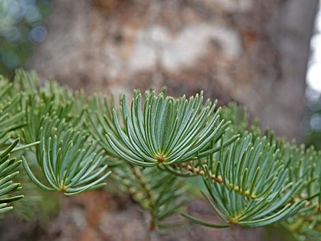 White Fir (Abies concolor)