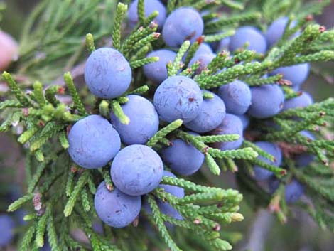 One-Seed Juniper (Juniperus monosperma)